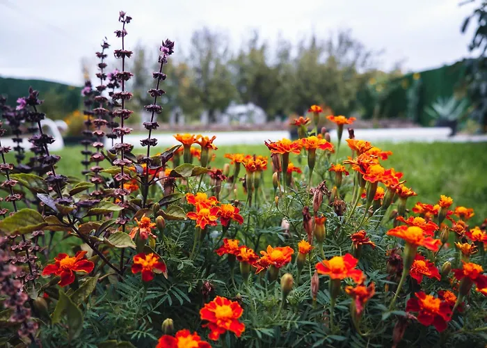 Boom House Fruska Gora 빌라